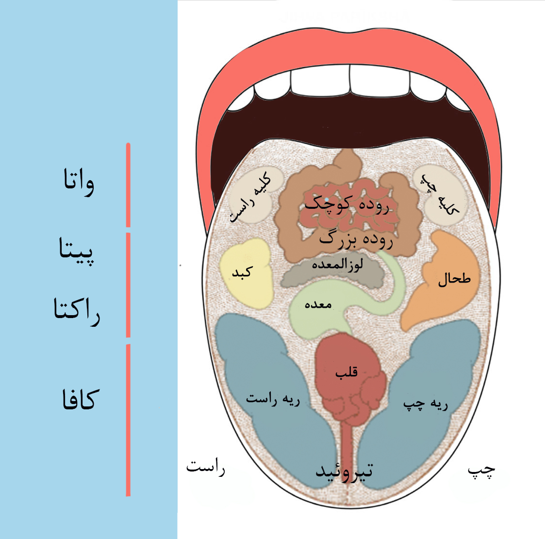 نقشه ارگانهای بدن بر روی زبان